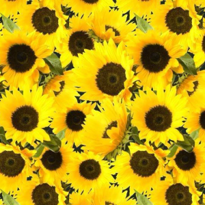 Summer Sunflower Printed 100% Cotton Fabric